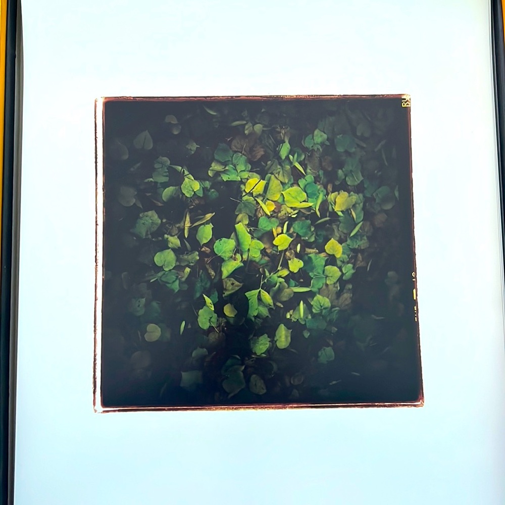Garden Art Photograph Night Landscape Analog Original Photography